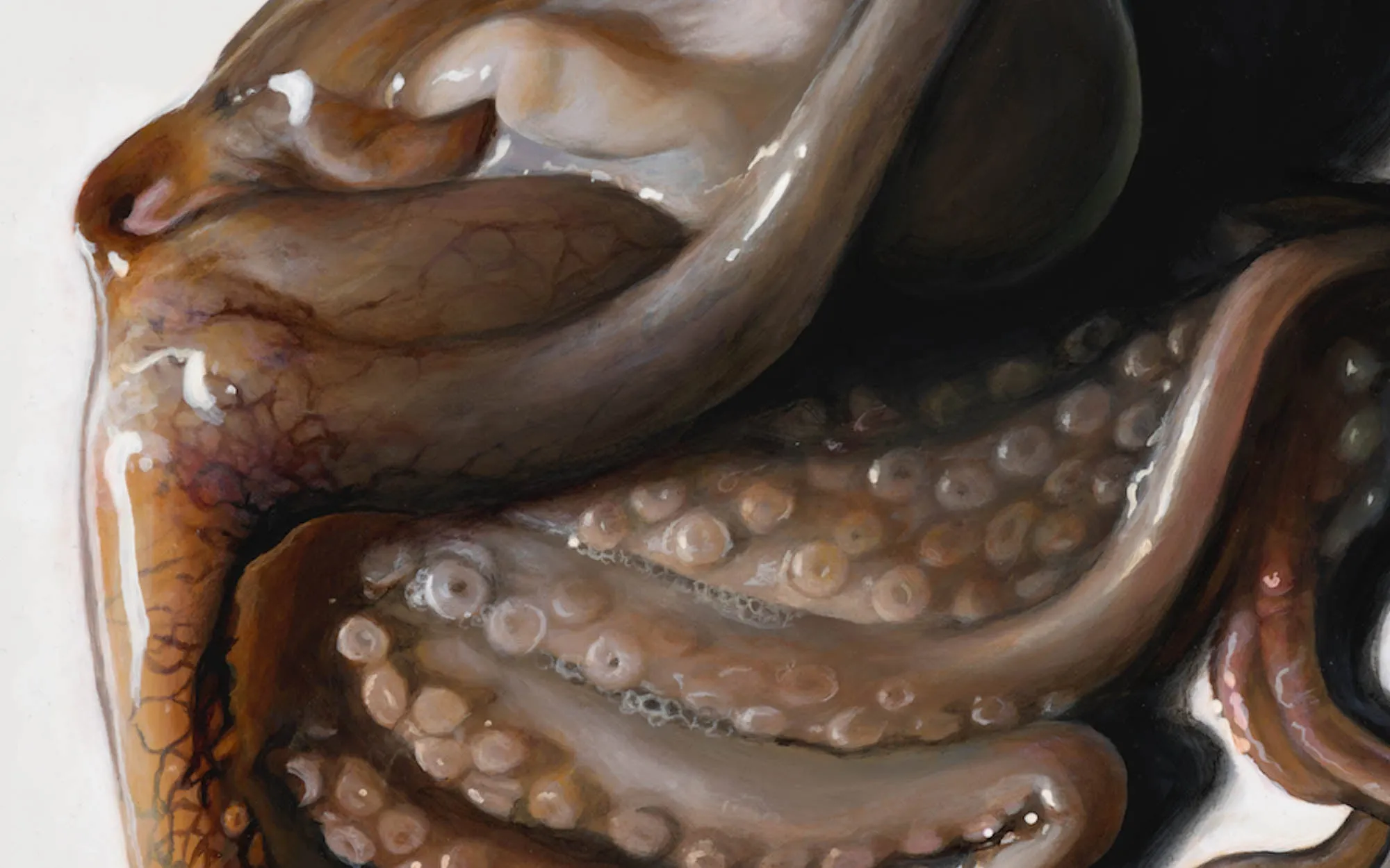 The Octopus