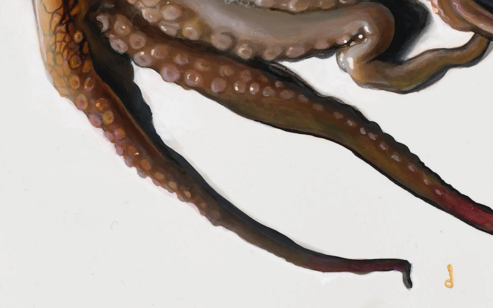 The Octopus