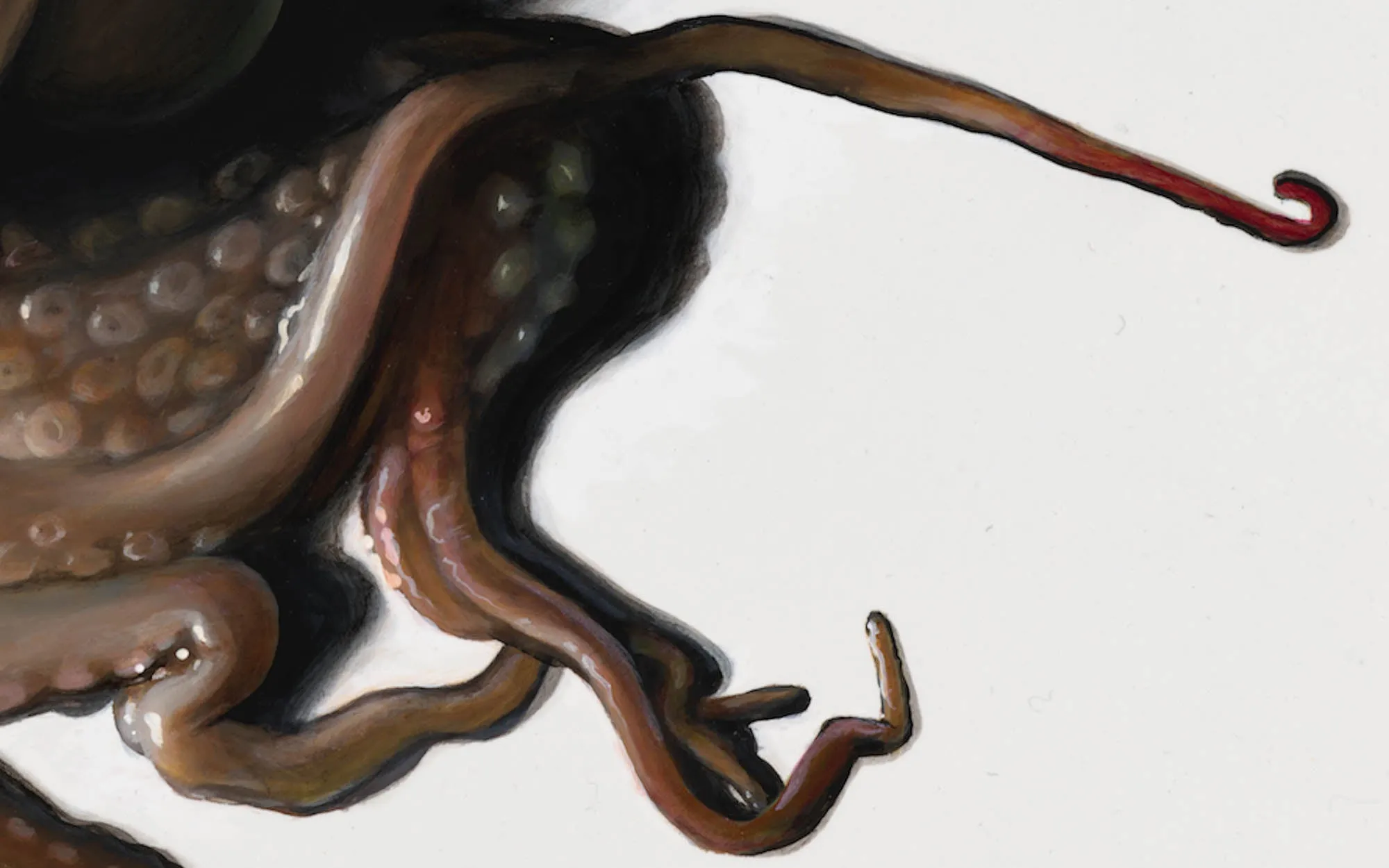 The Octopus